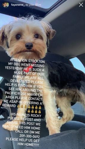 Lost Male Dog last seen Rosemarie Lane , Stockton, CA 95207