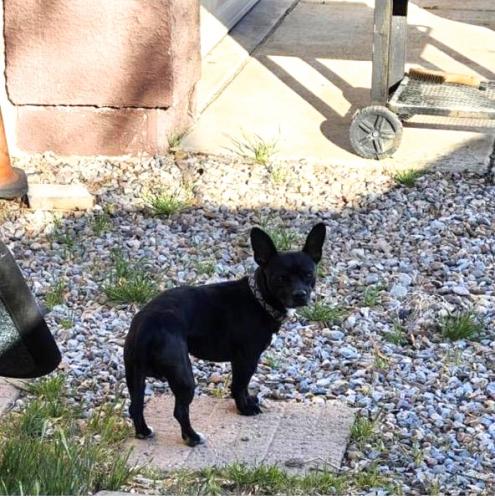 Lost Male Dog last seen First choice; Erin pile neighborhood, Albuquerque, NM 87105