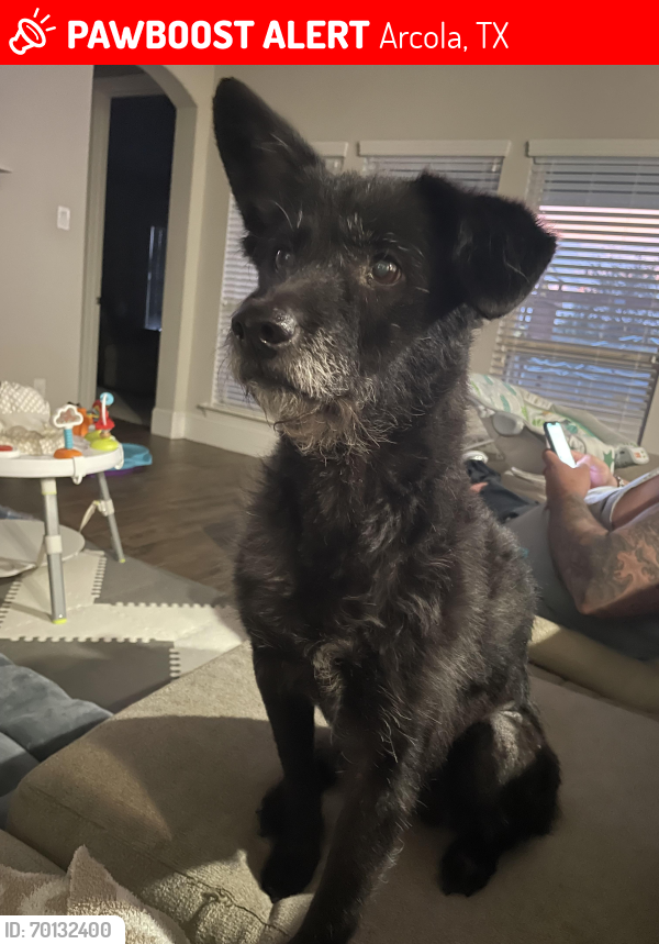 Lost Male Dog last seen Meridiana Parkway and highway 288, Arcola, TX 77583