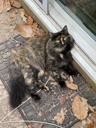 Lost Female Cat last seen Knoxville , Knoxville, TN 37922