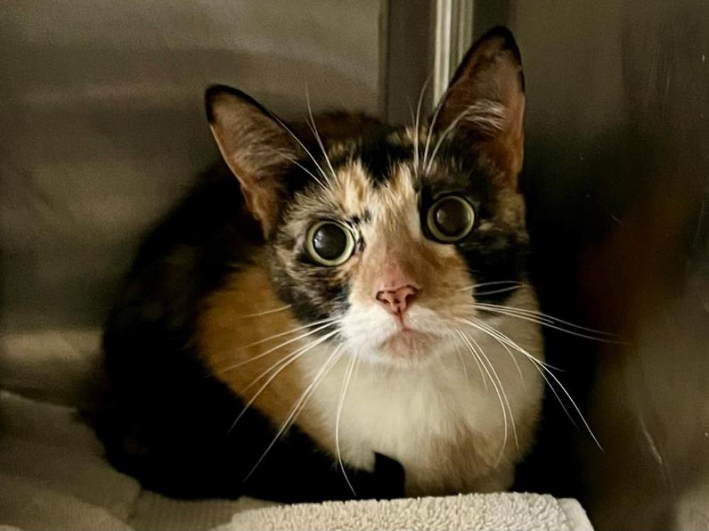 Shelter Stray Female Cat last seen CAMP FAR WEST RD, Auburn, CA 95603