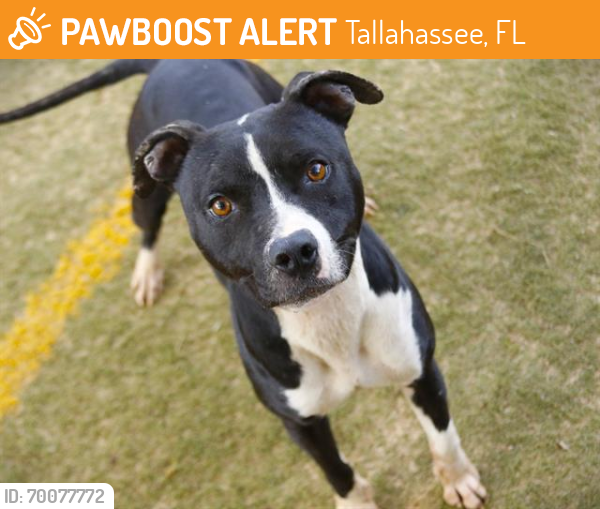 Shelter Stray Female Dog last seen Near BLOCK MAHAN DR, TALLAHASSEE FL 32308, Tallahassee, FL 32311