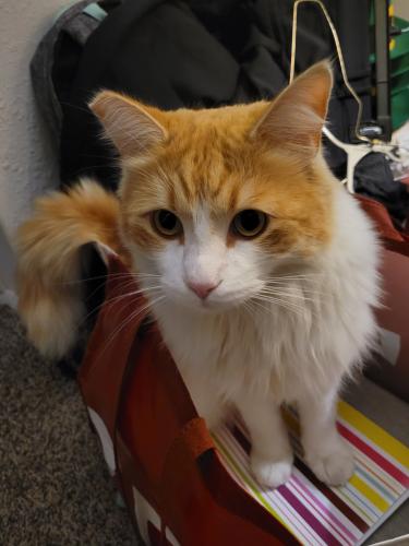 Lost Male Cat last seen Wood Rd. and Gentian Ave 92508, Riverside, CA 92508