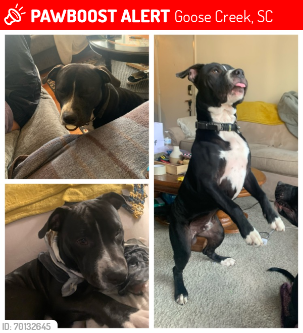 Lost Male Dog last seen Old Moncks corner Rd and Old Mt Holly Rd, Goose Creek, SC 29445
