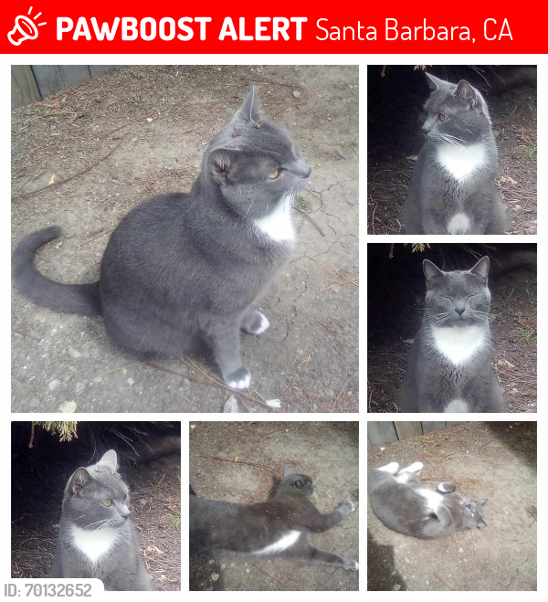 Lost Male Cat last seen Shoreline Drive, Ledbetter Beach lot, Santa Barbara, CA 93109