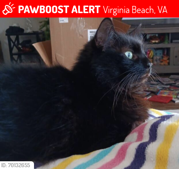 Lost Female Cat last seen Calypso Great Neck Meadows, Virginia Beach, VA 23454