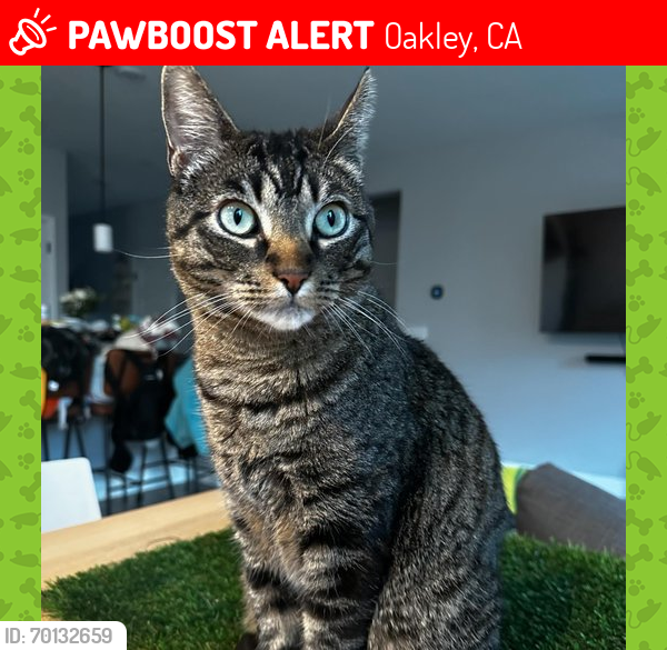Lost Male Cat last seen Huffaker Drive and Simoni Ranch Road, near Gehringer Elementary School, Oakley, CA 94561