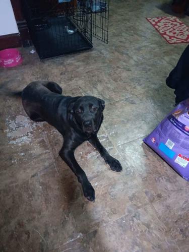 Lost Male Dog last seen N. Main street and Needmore, Dayton, OH 45415