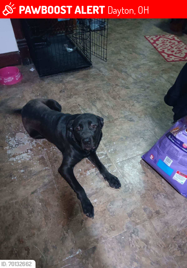 Lost Male Dog last seen N. Main street and Needmore, Dayton, OH 45415