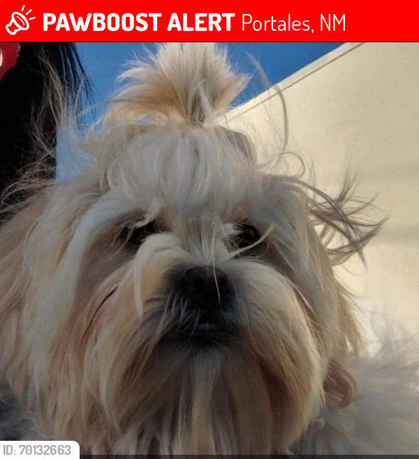 Lost Male Dog last seen Canadian , Portales, NM 88130