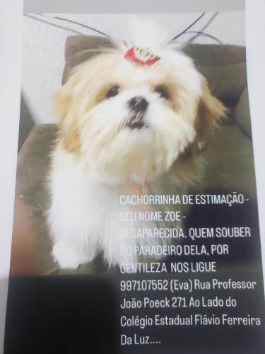 Lost Female Dog last seen Rua Professor João Poeck..Mandirituba., Sítio Cercado, PR 81925-610
