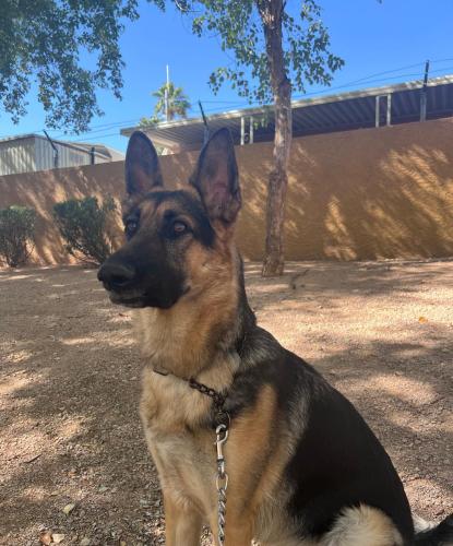 Lost Male Dog last seen Near e Nancy lane 85042 phx az , Phoenix, AZ 85042