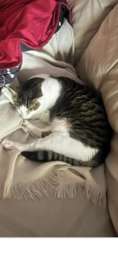 Lost Male Cat last seen Dewhurst, Charlotte County, FL 33954