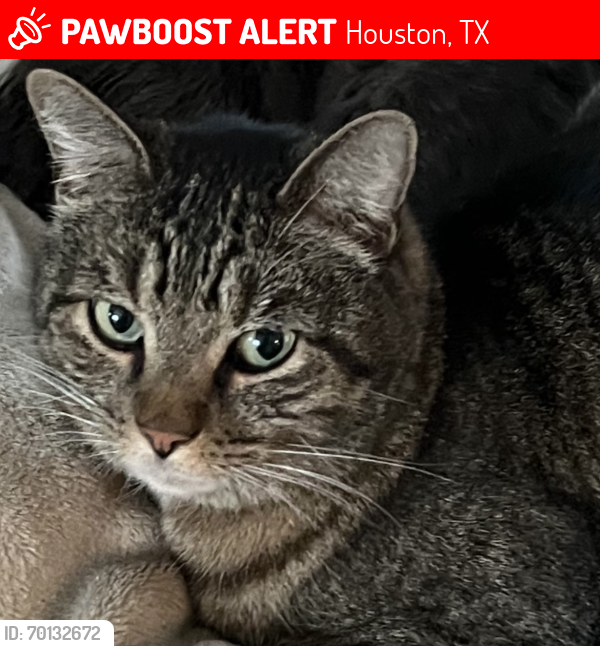 Lost Male Cat last seen South shepherd and Inwood drive , Houston, TX 77019