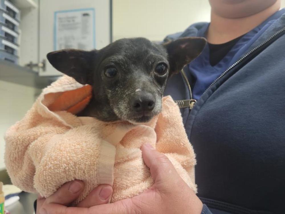 Shelter Stray Male Dog last seen BILLY MITCHELL, Auburn, CA 95603