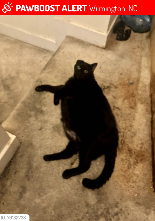 Lost Male Cat last seen Lake ave , Wilmington, NC 28403