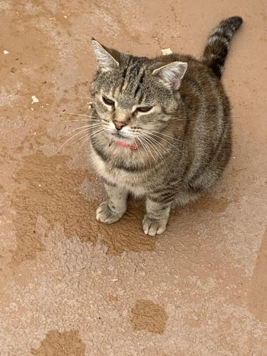 Lost Female Cat last seen Cielo Grande Dr NE/Enchanted Hills blvd, Rio Rancho, NM 87144