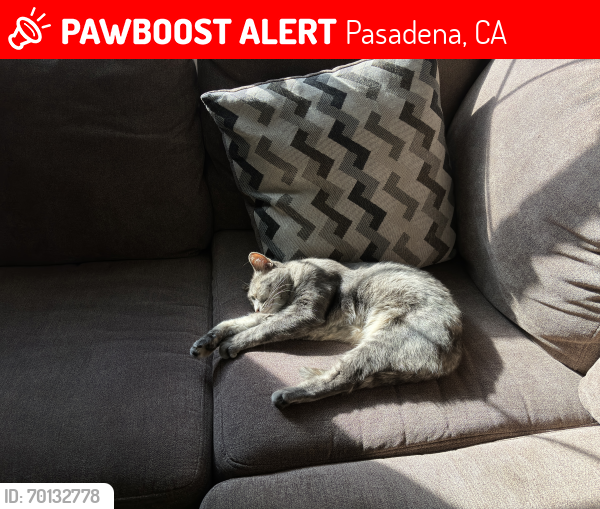 Lost Female Cat last seen Colorado Ave and Harkness Ave, Pasadena, CA 91106