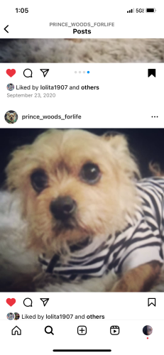 Lost Male Dog last seen Greenfield and Mollison at 12 noon, El Cajon, CA 92021