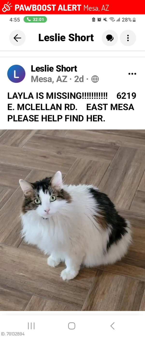 Lost Female Cat last seen Recker rd & mckellan , Mesa, AZ 85205