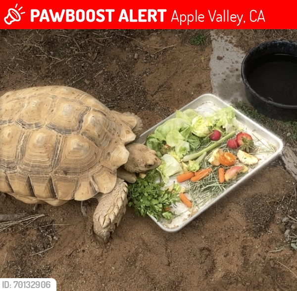 Lost Unknown Reptile last seen Lynn Road and Esaw , Apple Valley, CA 92307