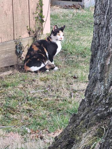 Found/Stray Unknown Cat last seen My yard on Hunt Club rd W, Westerville , Westerville, OH 43081