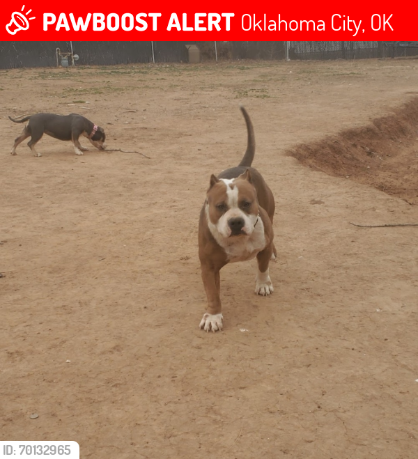 Lost Male Dog last seen Near Okc Zoo, Oklahoma City, OK 73111