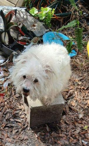 Lost Male Dog last seen Florence Street & Williams Street , Apopka, FL 32712