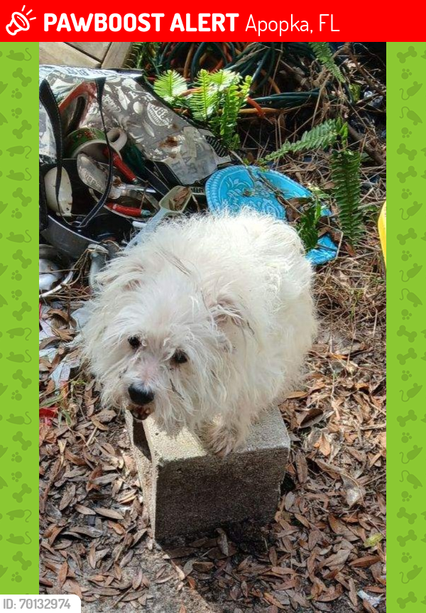 Lost Male Dog last seen Florence Street & Williams Street , Apopka, FL 32712