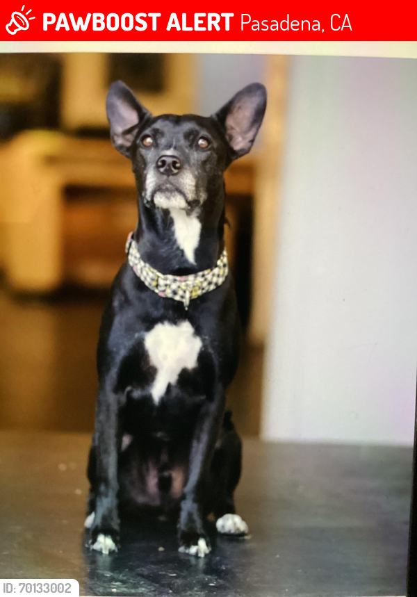 Lost Male Dog last seen Near & MLK, Pasadena, CA 90042