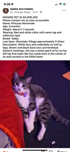 Lost Female Cat last seen St. George and Hyperion, Los Angeles, CA 90027