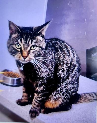 Lost Female Cat last seen Crown Valley Parkway & Camino Del Avion, Dana Point, CA 92629