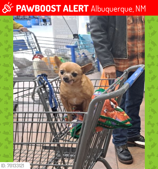 Lost Female Dog last seen Tower and 98th , Albuquerque, NM 87121