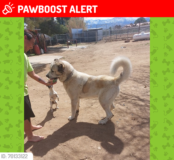 Lost Male Dog last seen Ave W-4, Los Angeles County, CA 93543