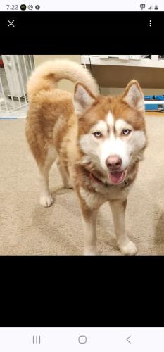 Lost Male Dog last seen Corner of e cole rd and Smith road fremont ohio 43420, Fremont, OH 43420