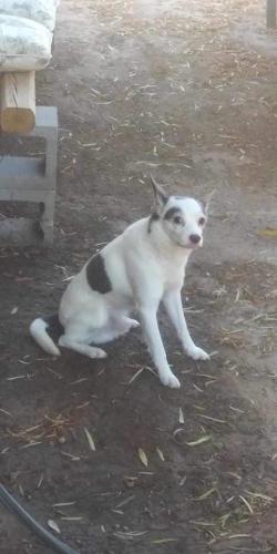 Lost Male Dog last seen Country Club and University, Mesa, AZ 85201