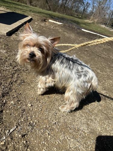 Found/Stray Male Dog last seen n high stree , Columbus, OH 43204