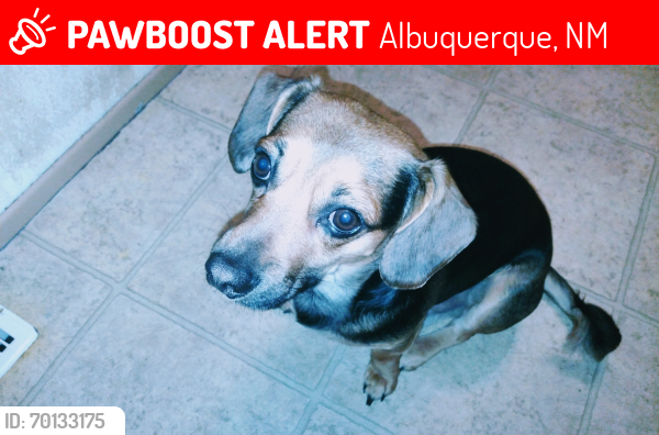 Deceased Male Dog last seen Central n atrisco vista Blvd , Albuquerque, NM 87121