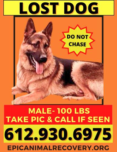 Lost Male Dog last seen Near Old Pageland Monroe Rd, Monroe, NC 28112, Monroe, NC 28112