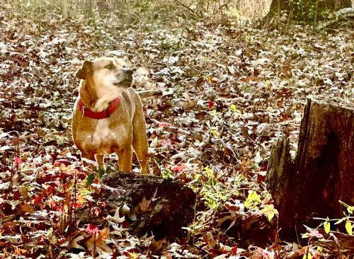 Lost Female Dog last seen Thomas Drive/GA Hwy 315 near the power lines , Harris County, GA 31804