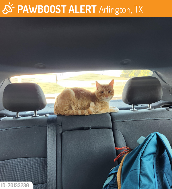 Found/Stray Male Cat last seen Near Billings St, Arlington, TX, Arlington, TX 76010