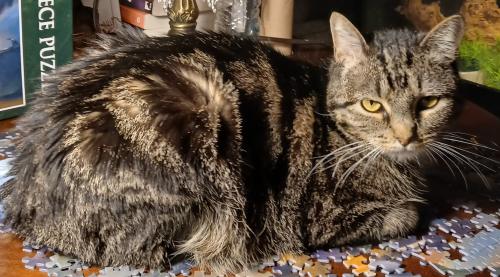 Lost Female Cat last seen Crestmore, Skyline, Fort Collins, CO 80521