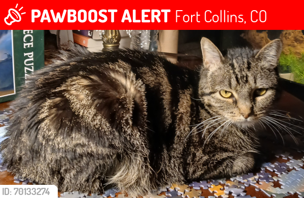 Lost Female Cat last seen Crestmore, Skyline, Fort Collins, CO 80521