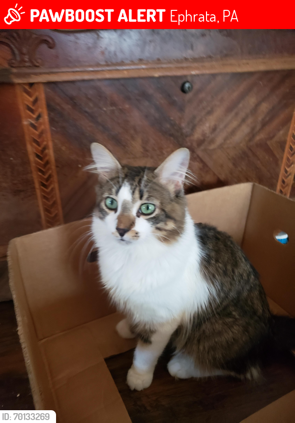 Lost Male Cat last seen Clay elementary , Ephrata, PA 17522