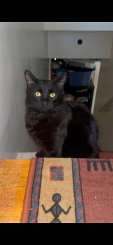 Lost Male Cat last seen Regan Ave and Townly St, Coquitlam, BC V3J 3B1