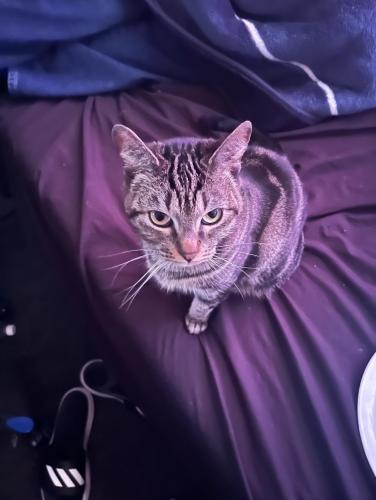 Lost Female Cat last seen Lakemead  and pecos , North Las Vegas, NV 89030