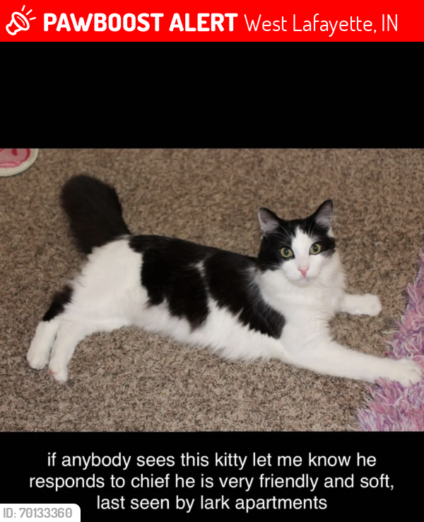 Lost Male Cat last seen Lark apmts, Hadley lake, West Lafayette, IN 47906