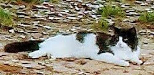 Lost Male Cat last seen Permenter rd and Farm Life n East Milton, Milton, FL 32583