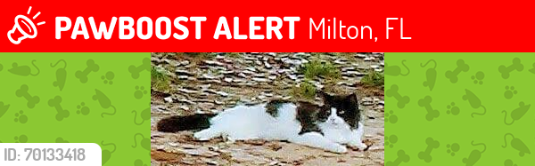 Lost Male Cat last seen Permenter rd and Farm Life n East Milton, Milton, FL 32583