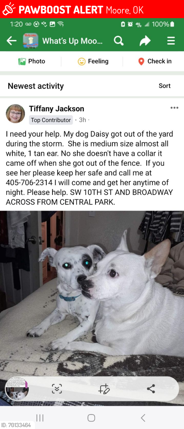 Deceased Female Dog last seen Sw 10th st, moore by central parks pond, Moore, OK 73160